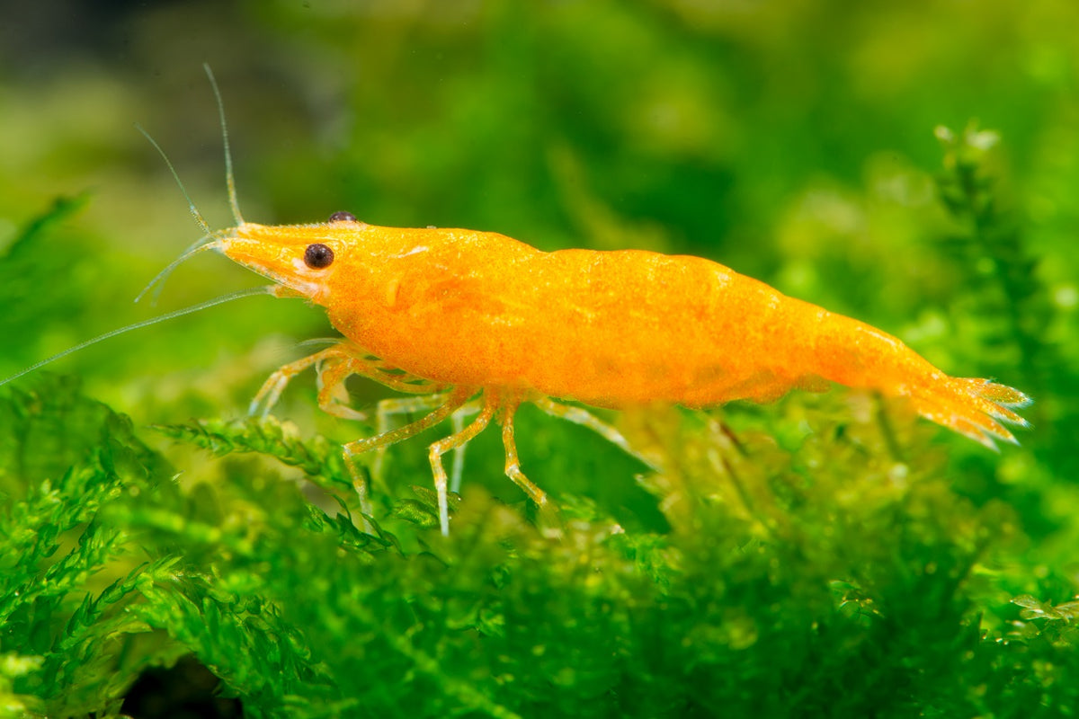 Crevette Néocaridina Sunkist Orange - NageoireBleue