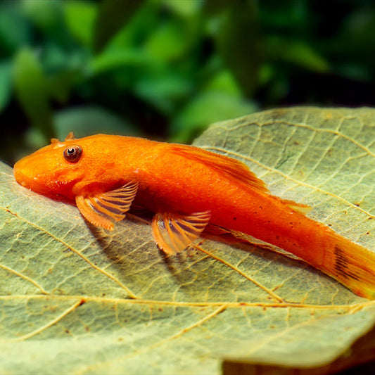 Ancistrus super rouge - NageoireBleue