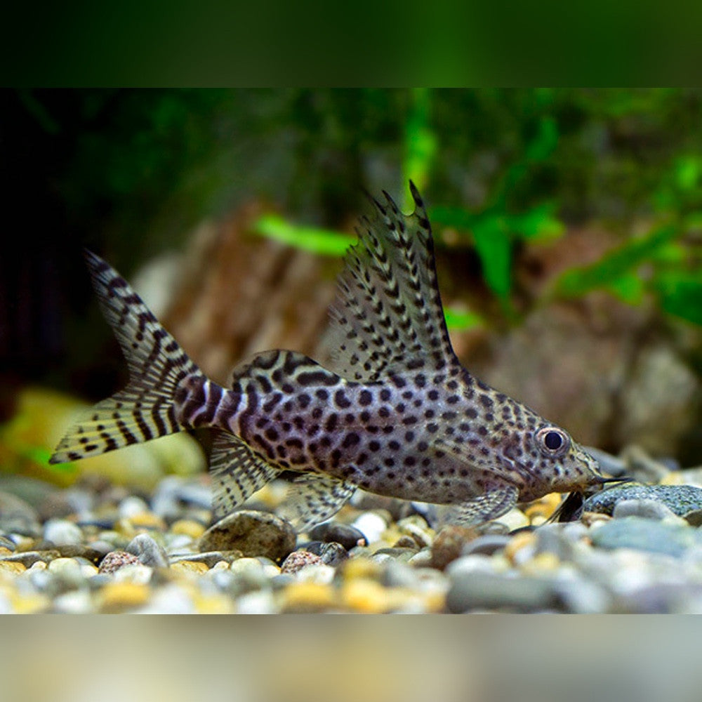 Poisson chat "Featherfin Squeaker" (Synodontis eupterus) (Livraison)
