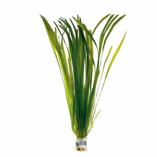 Vallisneria gigantea - NageoireBleue