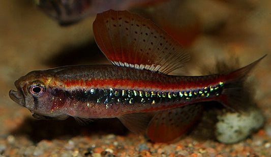 Tetra Black Morpho - NageoireBleue