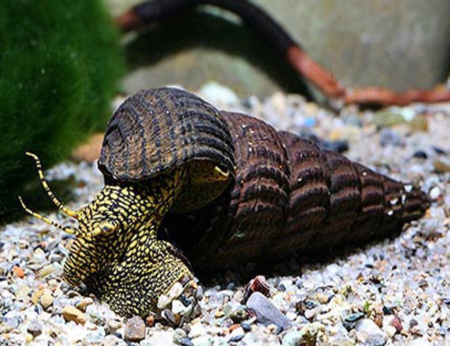 Escargots Lapin noir noir à point blanc