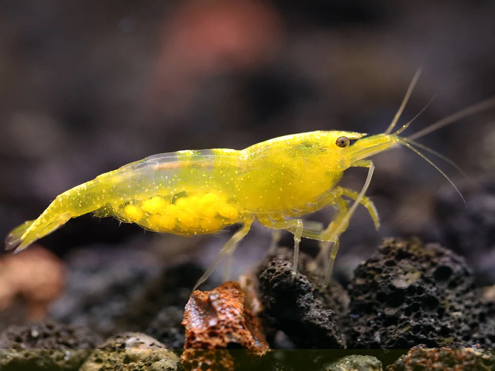 Crevette jaune