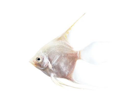 Scalaire silver - NageoireBleue