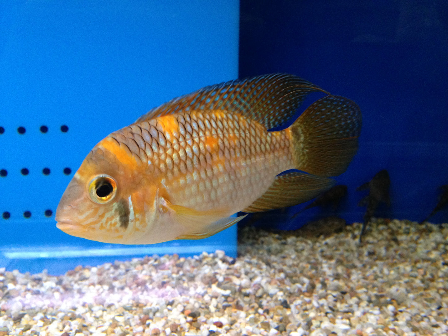 Acara Jaune (Aequidens metae)