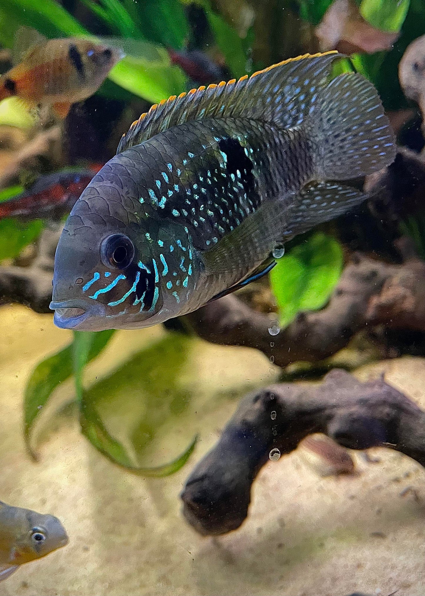 Acara bleu (Andinoacara pulcher)