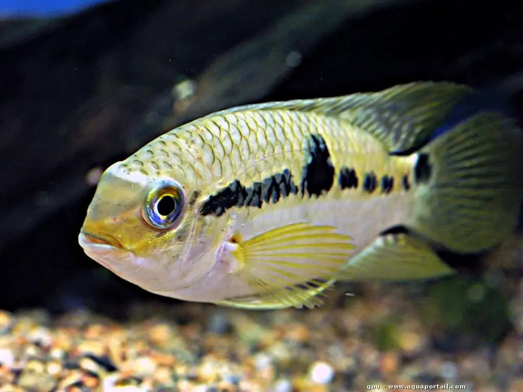 Acara Jaune (Aequidens metae)