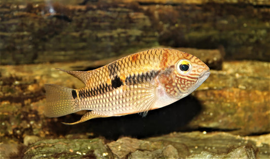 Acara super orange - NageoireBleue