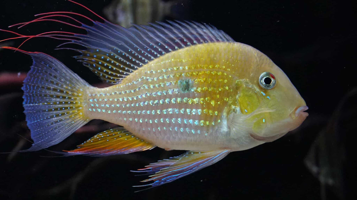 Cichlid Acara Threadfin - NageoireBleue