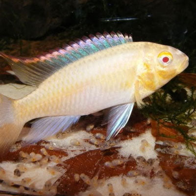 Cichlid Kribensis Albino