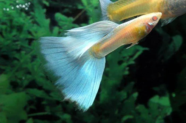 Guppy Albino Bleue
