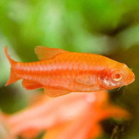 Barbus Ceris albinos - NageoireBleue