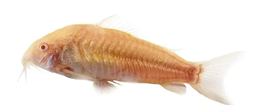 Corydoras Albino - NageoireBleue