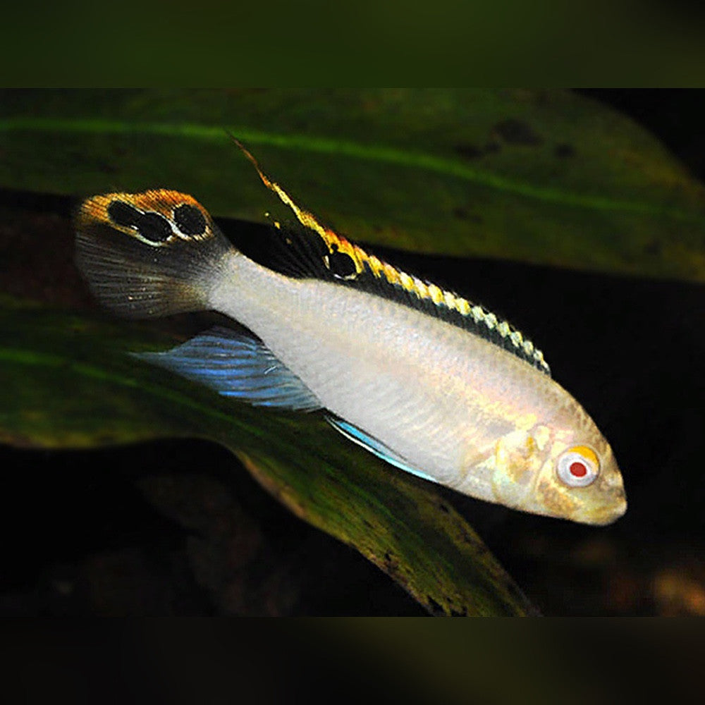 Cichlid Kribensis Albino