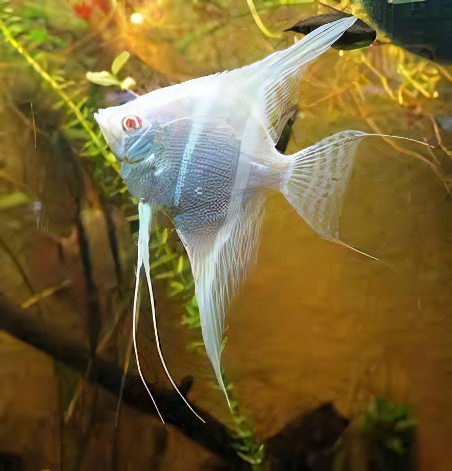 Scalaire albino Péruvien