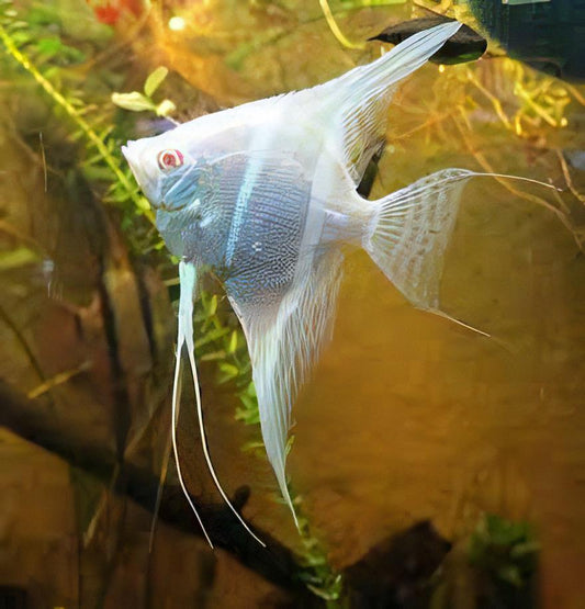 Scalaire albino Péruvien