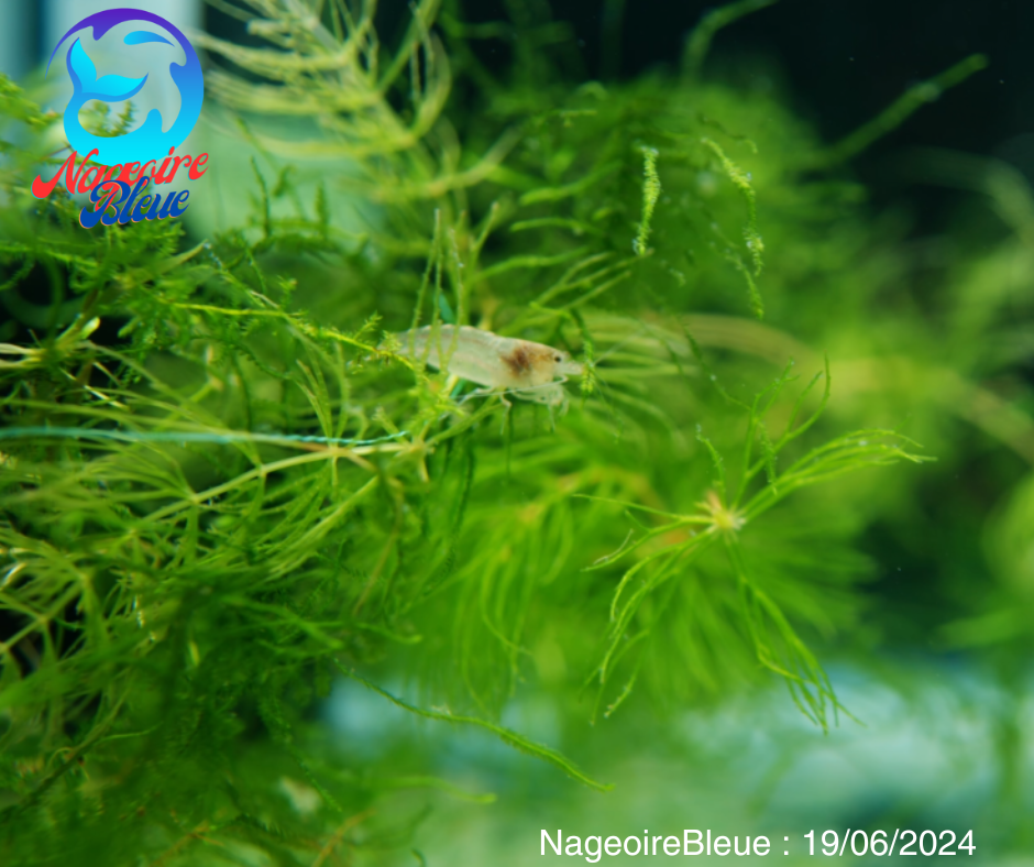 Crevette amano - NageoireBleue