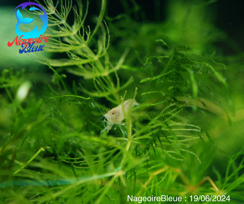 Crevette amano - NageoireBleue