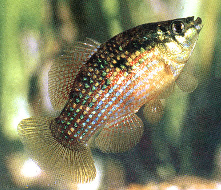 Poisson drapeau américain (American flagfish) - NageoireBleue