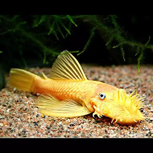Ancistrus "Lemon Eye" L144 mâles adultes