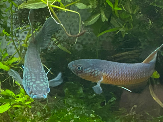 Couple Betta antuta - NageoireBleue