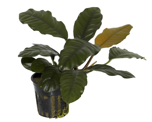 Anubia coffeefolia - NageoireBleue