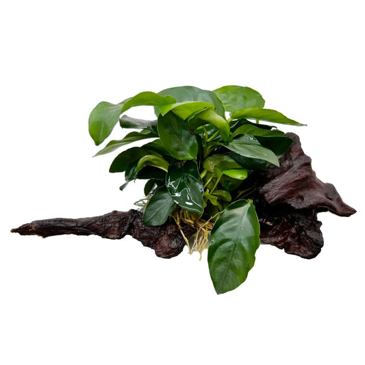 Anubias sur Bois - NageoireBleue