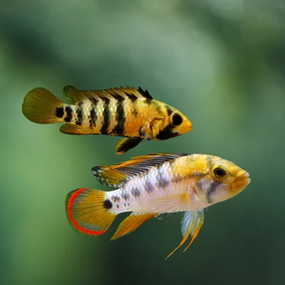 Apistogramma Inka (Paire) (Disponible en magasin le dimanche 22 février 2026) - NageoireBleue