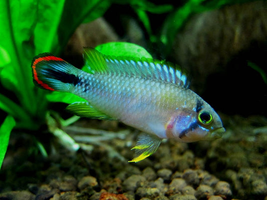 Apistogramma Panduro - NageoireBleue