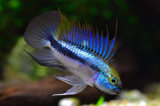 Apistogramma trifasciata (1 mâle + 1 femelle)