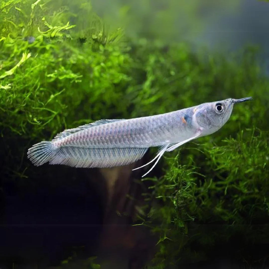 Arowana argenté (Silver arowana)