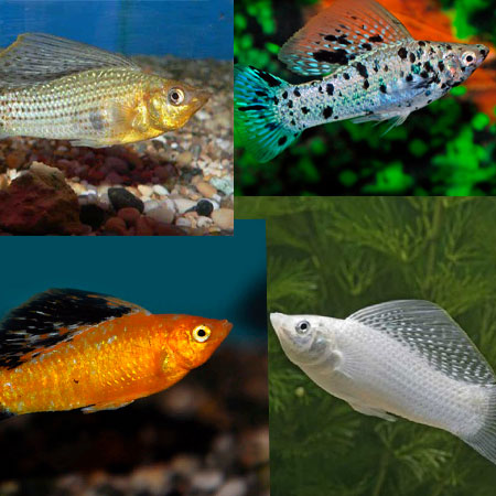 Molly "Sailfin" assortit