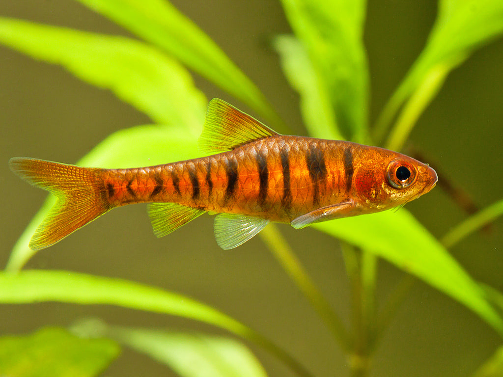 Barbus rayé africain (Enteromius fasciolatus) - NageoireBleue