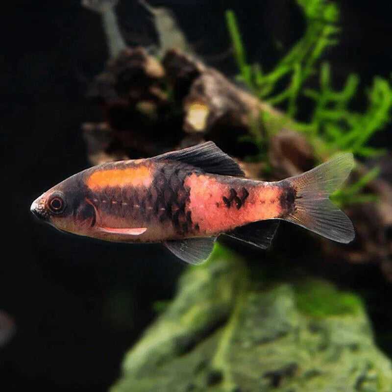 Barbus Melon