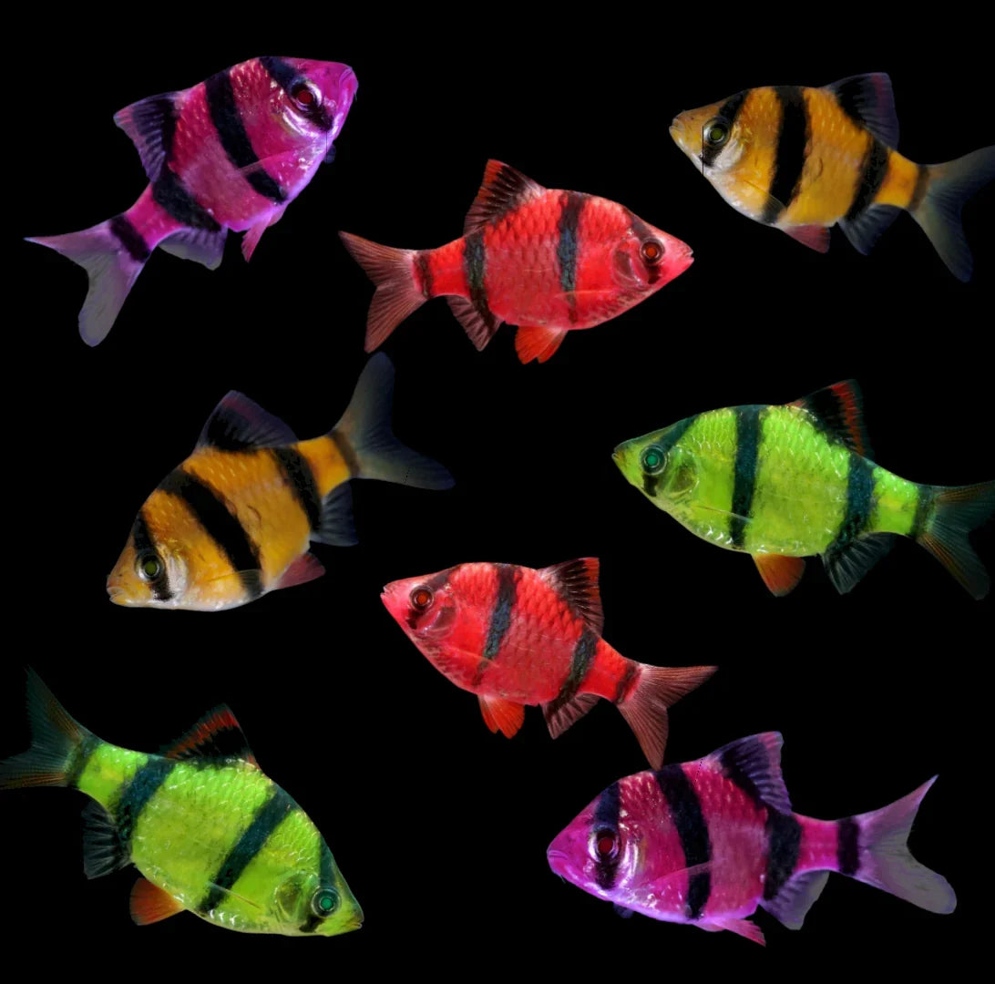 Barbus Glo