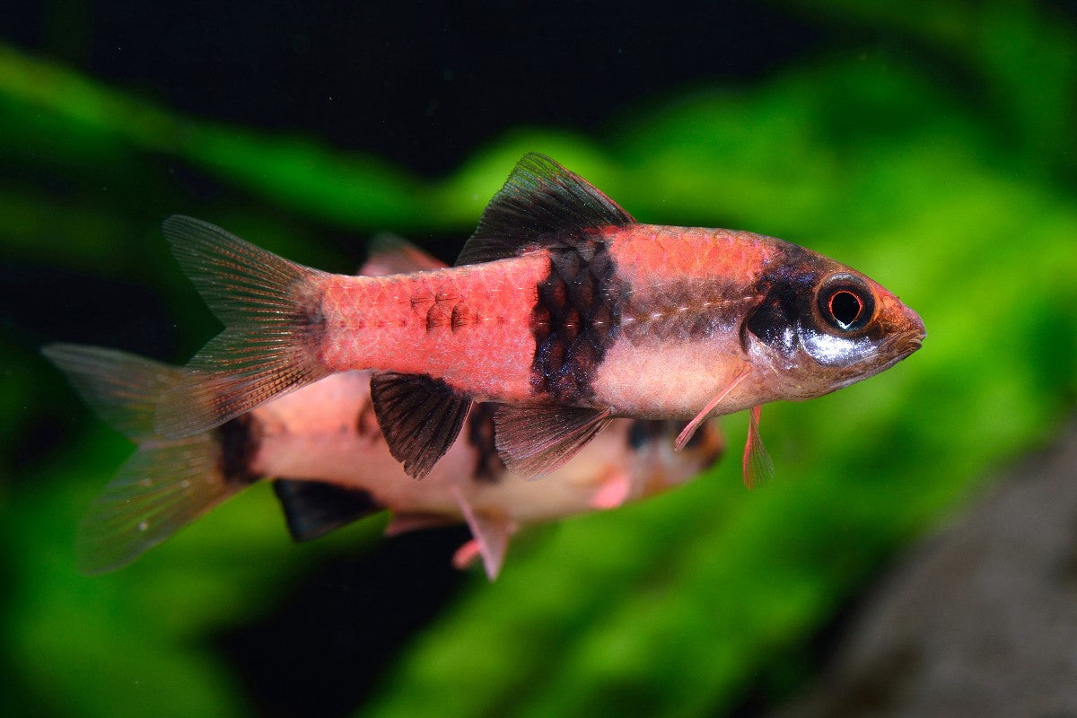 Barbus Melon