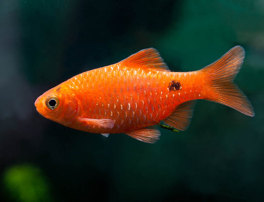 Hi Barb Rosy FIn