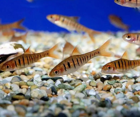 Barbus rayé africain (Enteromius fasciolatus) - NageoireBleue