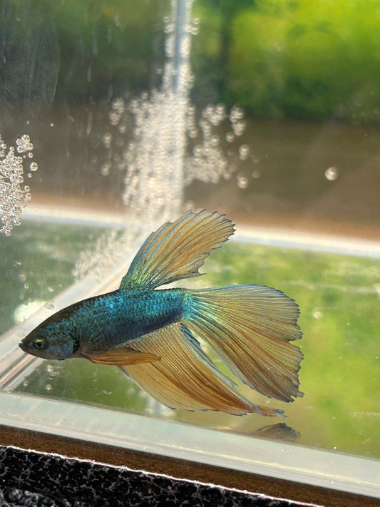 Betta Delta Blue Copper ( reflet metalique)