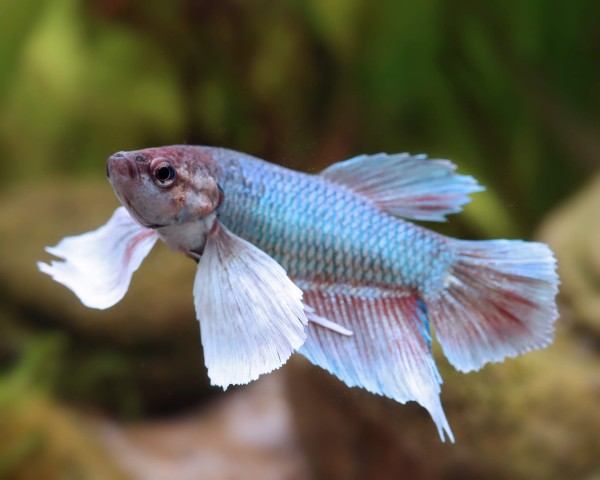 Betta Dumbo Male (Photo à titre indicatif, les couleurs peuvent varier)