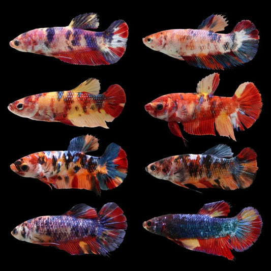 Female Betta Koi (Colors may vary)