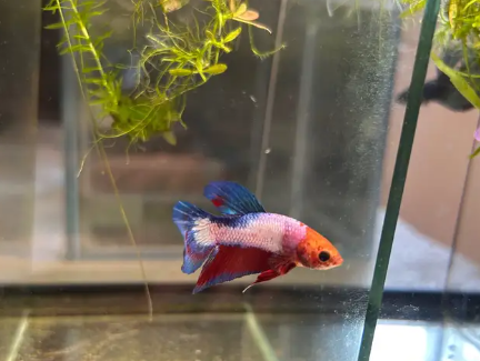 Betta Bleue/Rouge/Blanc - NageoireBleue