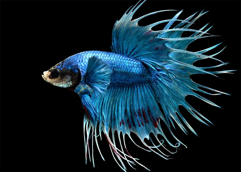 Betta Crowntail (Photo à titre indicatif, les couleurs peuvent varier)