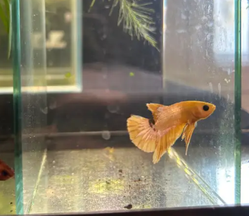 Betta Jaune Blanc et un peu de vert