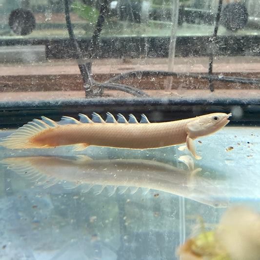 Bichir Dinosaure - NageoireBleue