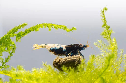 Shrimp Pinto black zebra