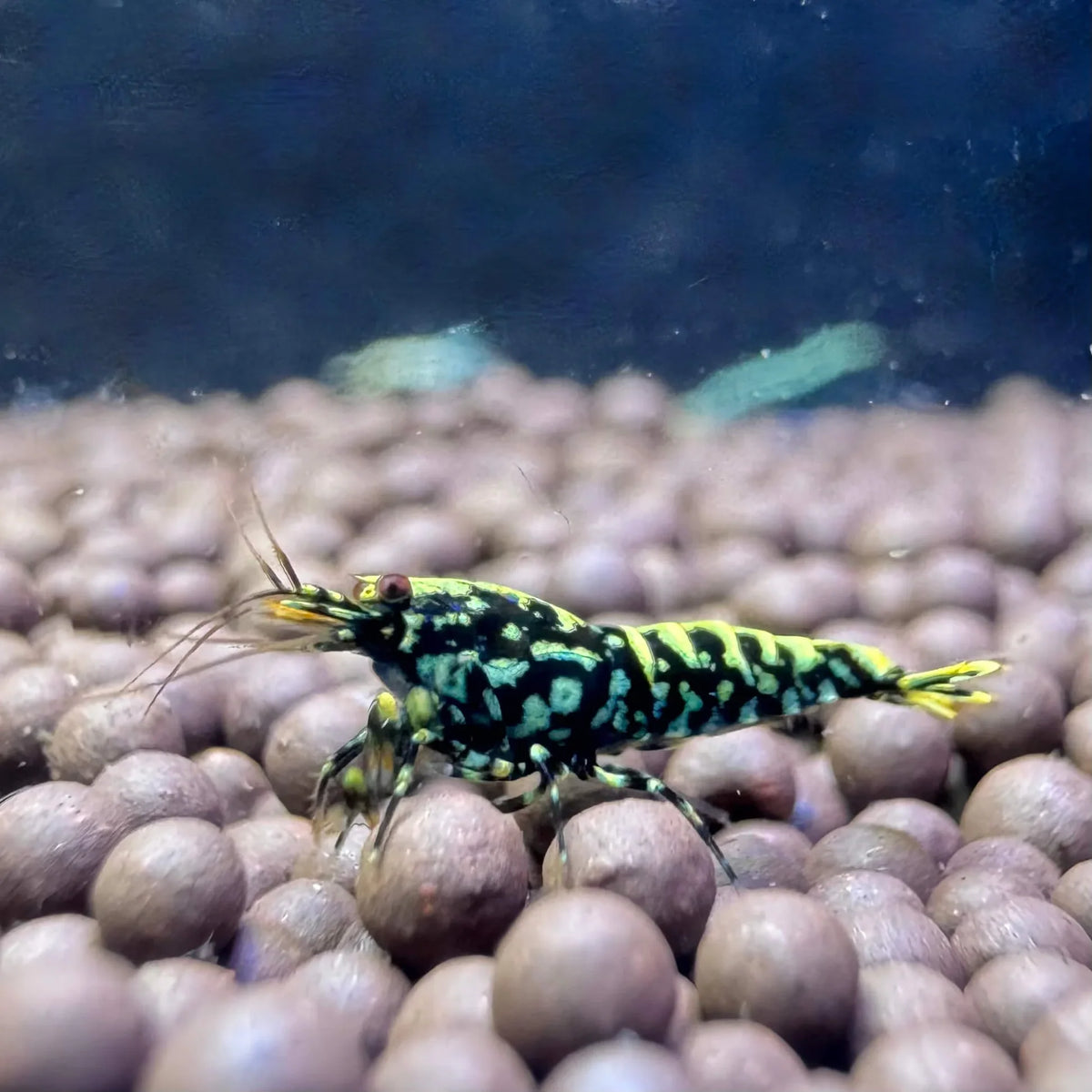 Crevette Galaxy Pinto Fishbone - NageoireBleue