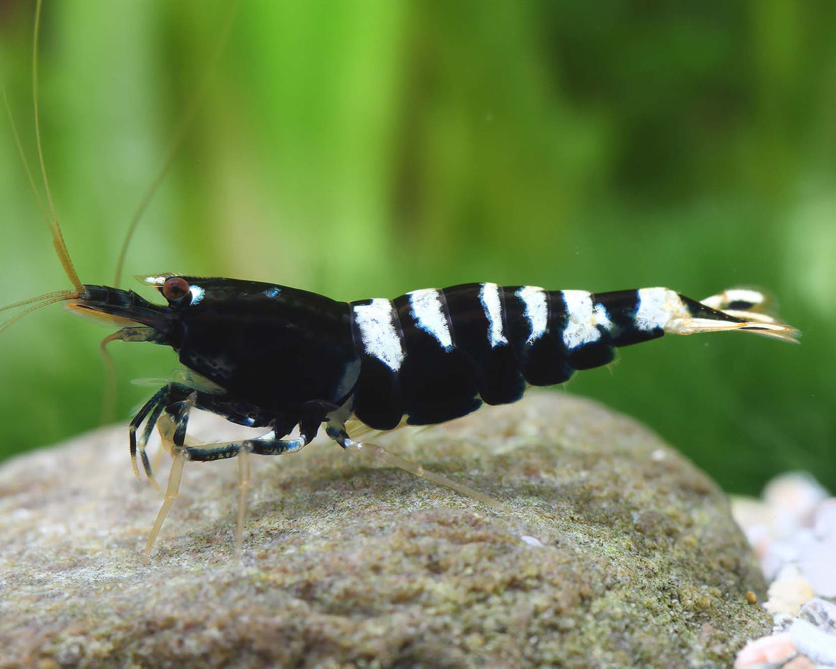 Crevette Pinto Zebrée noire - NageoireBleue
