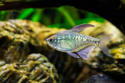 Diamant Noir Tetra (Livraison seulement) - NageoireBleue