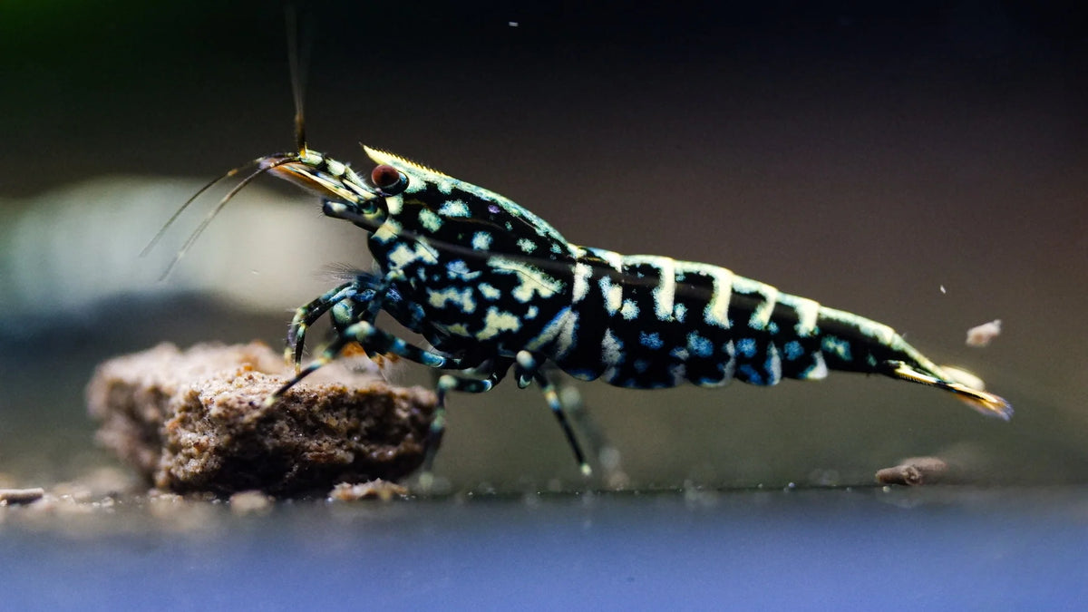 Crevette Galaxy Pinto Fishbone - NageoireBleue
